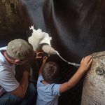 Visitar ganadería y ordeñar vacas en Asturias.