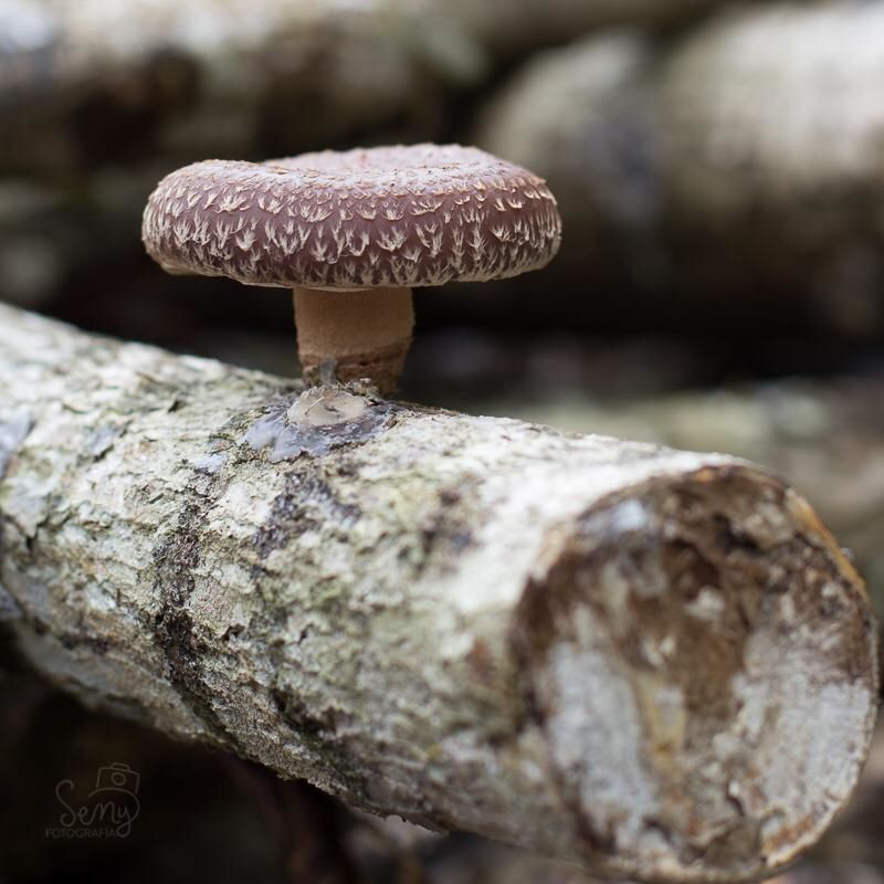 Cultivo de Shiitake y Uso de Setas Silvestres Medicinales Asturias ConVivencias