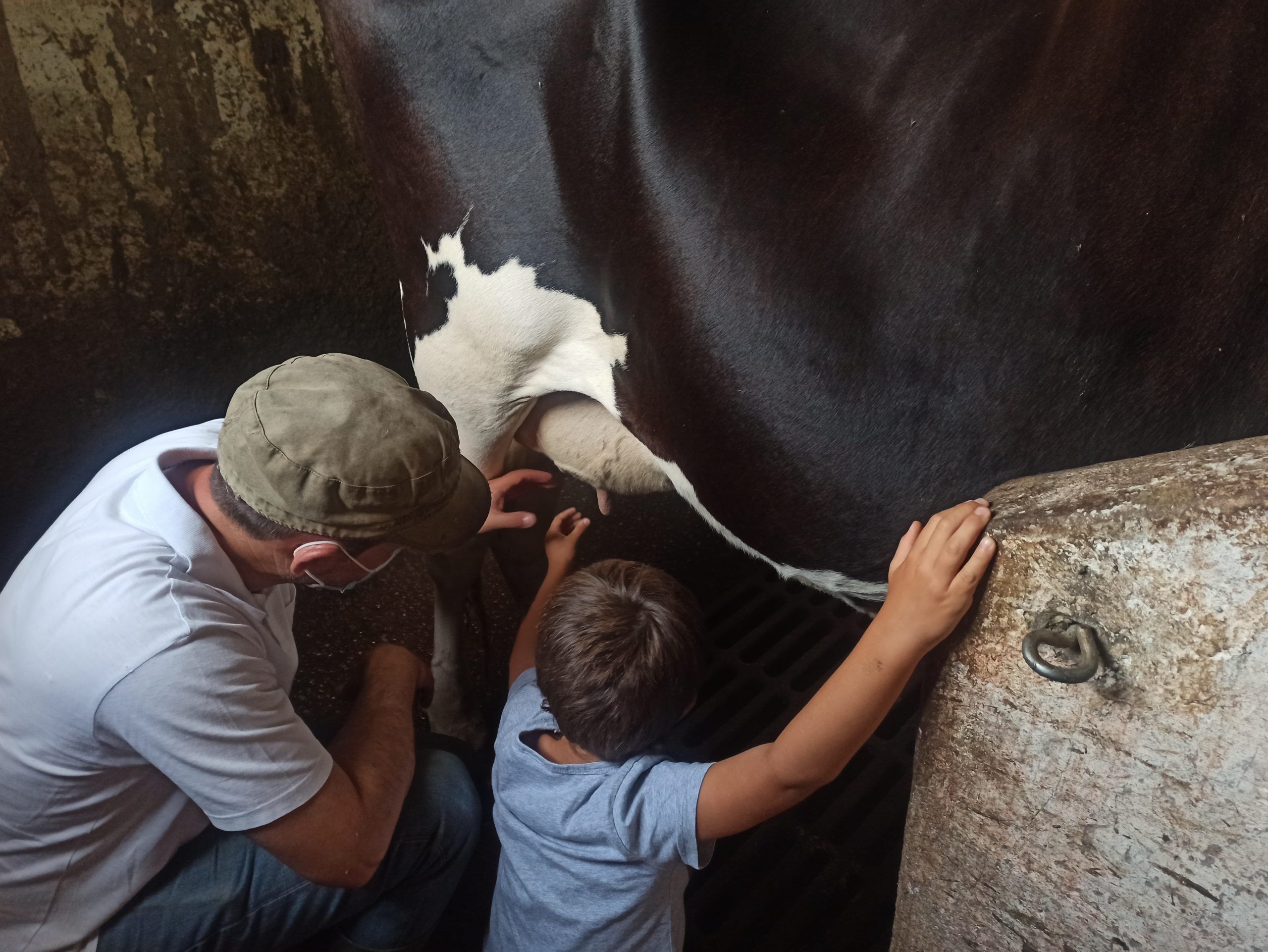 Experiencia en una Ganadería de Vacas en Asturias