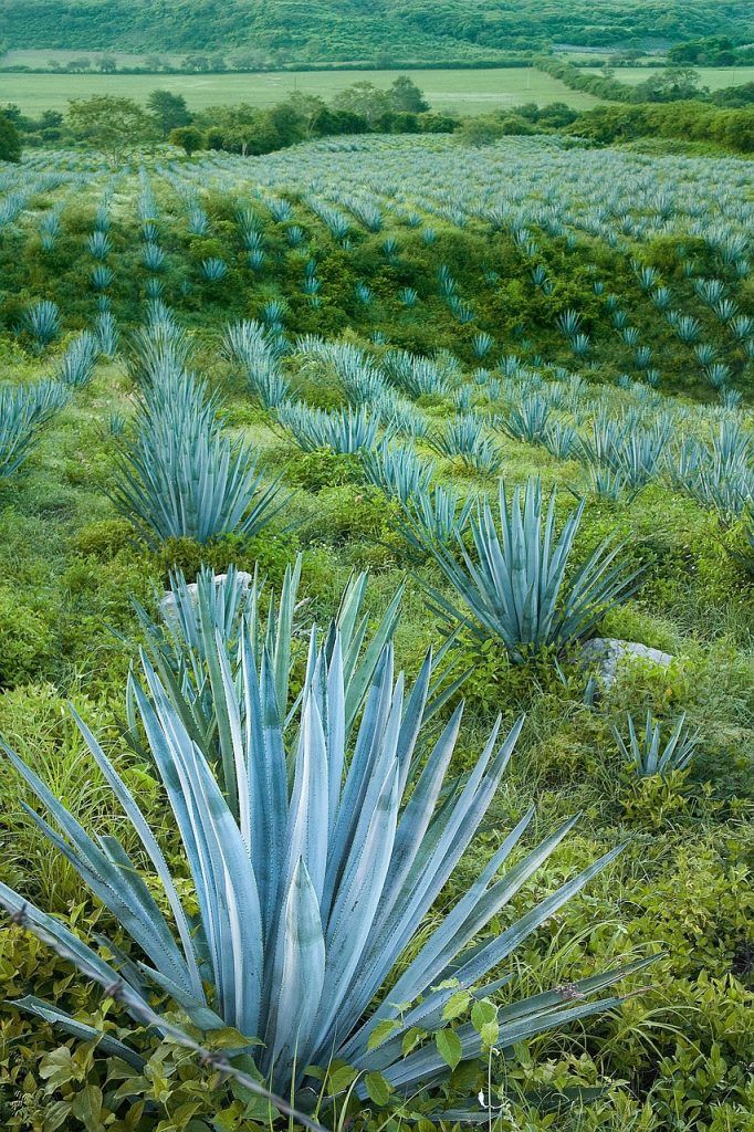 blue-agave-7560745_1280